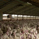 Doença de Newcastle é confirmada em granja de perus de SC e coloca exportações sob atenção