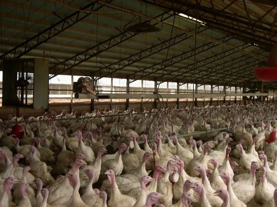 Doença de Newcastle é confirmada em granja de perus de SC e coloca exportações sob atenção